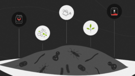 Illustration aus einem Erklärvideo von Humify, produziert von M'splain. Im 2D-Animationsstyle mit Icons und wissenschaftlichen, mikroskopischen Animationen. 